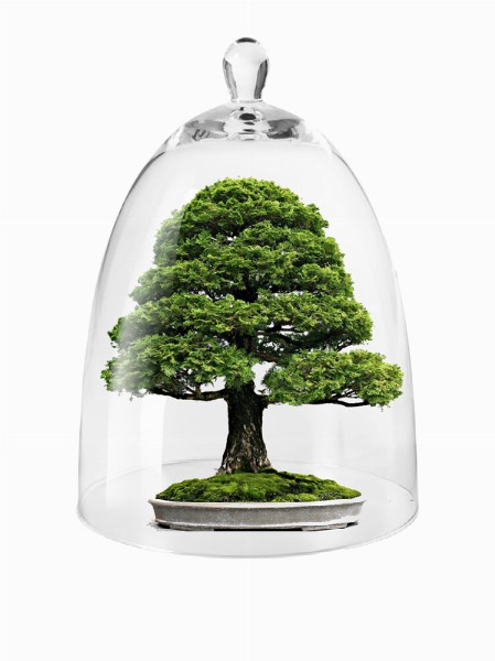 Liberate i Bonsai! 