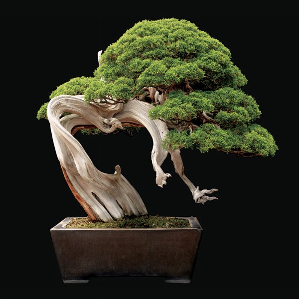 Liberate i Bonsai! 