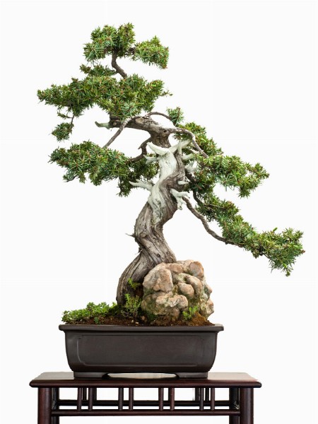 LIBERATE I BONSAI! - Green Club Magazine n.2 - Paghera