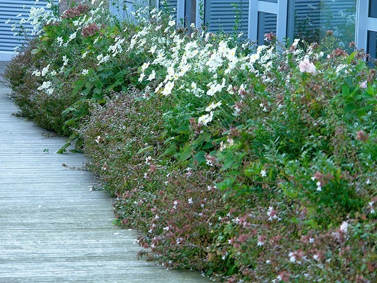 A Rooftop Garden Is Born at the Bank