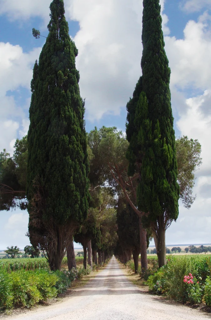 L�Andana, Tenuta la Badiola, Castiglione della Pescaia