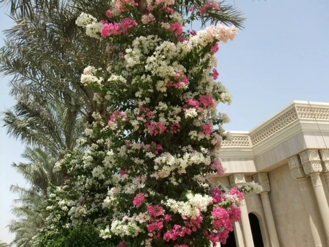 Palazzo Reale – Qatar