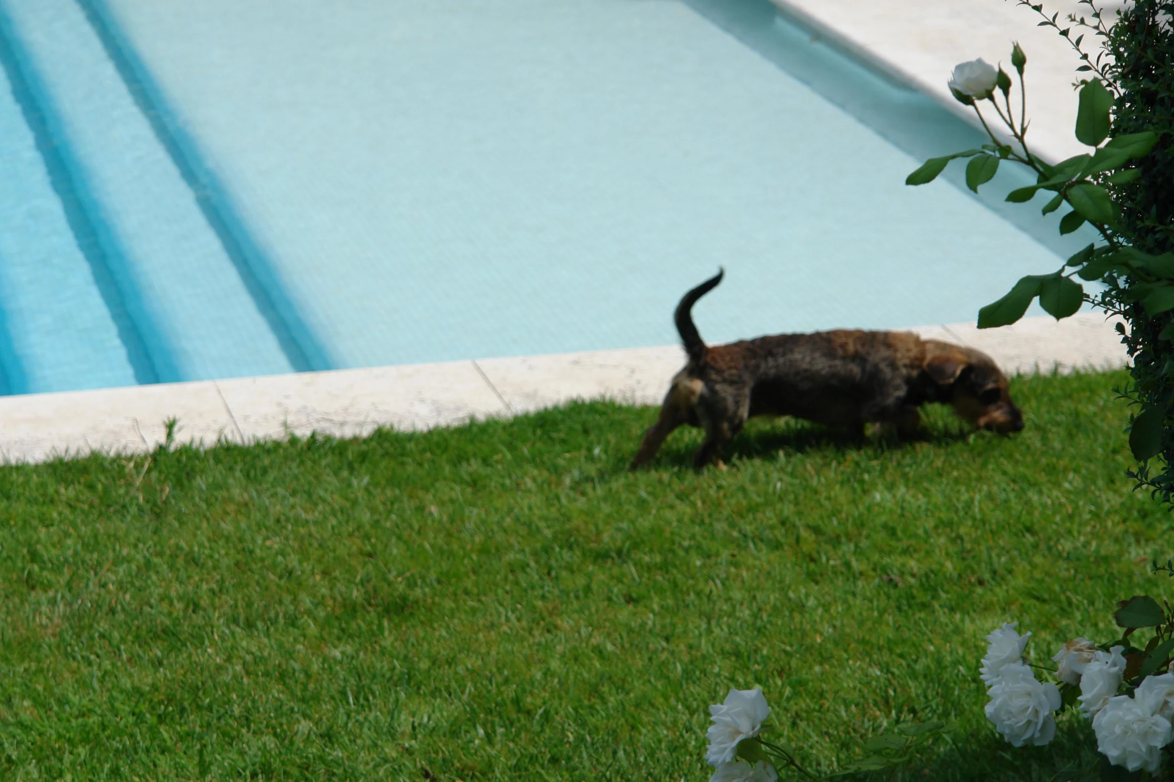 Elegante piscina privata