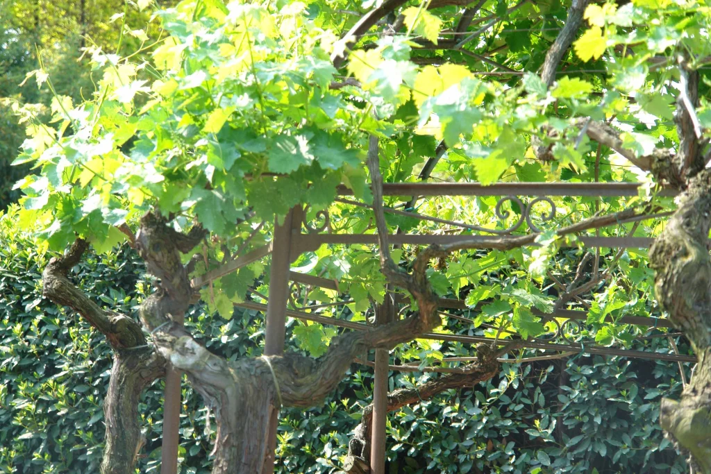 Orto giardino