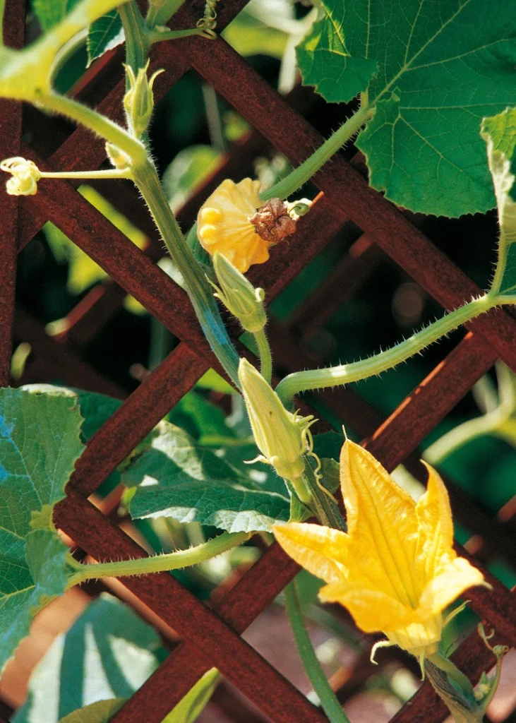Orto giardino