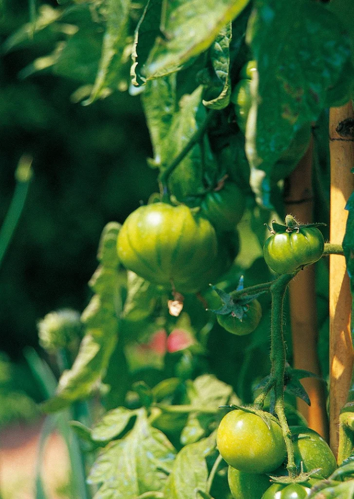 Orto giardino
