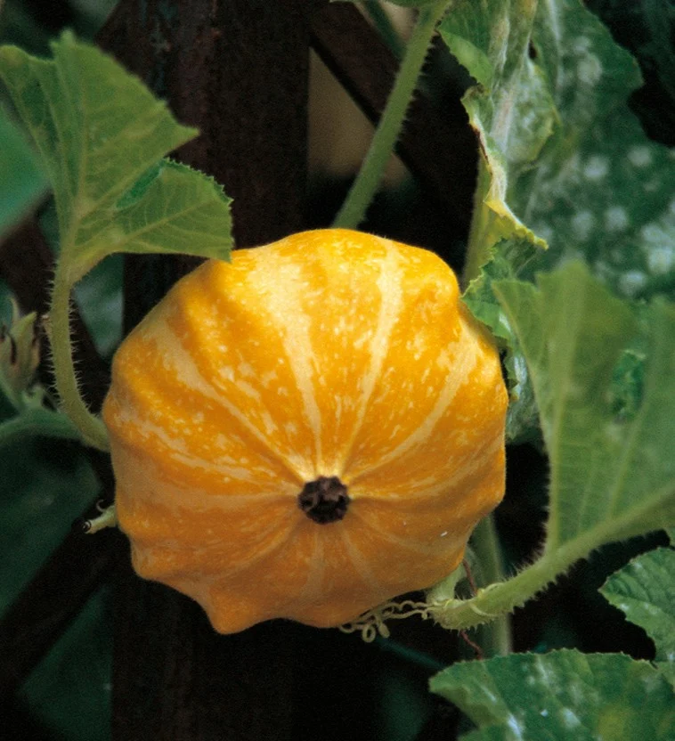 Orto giardino