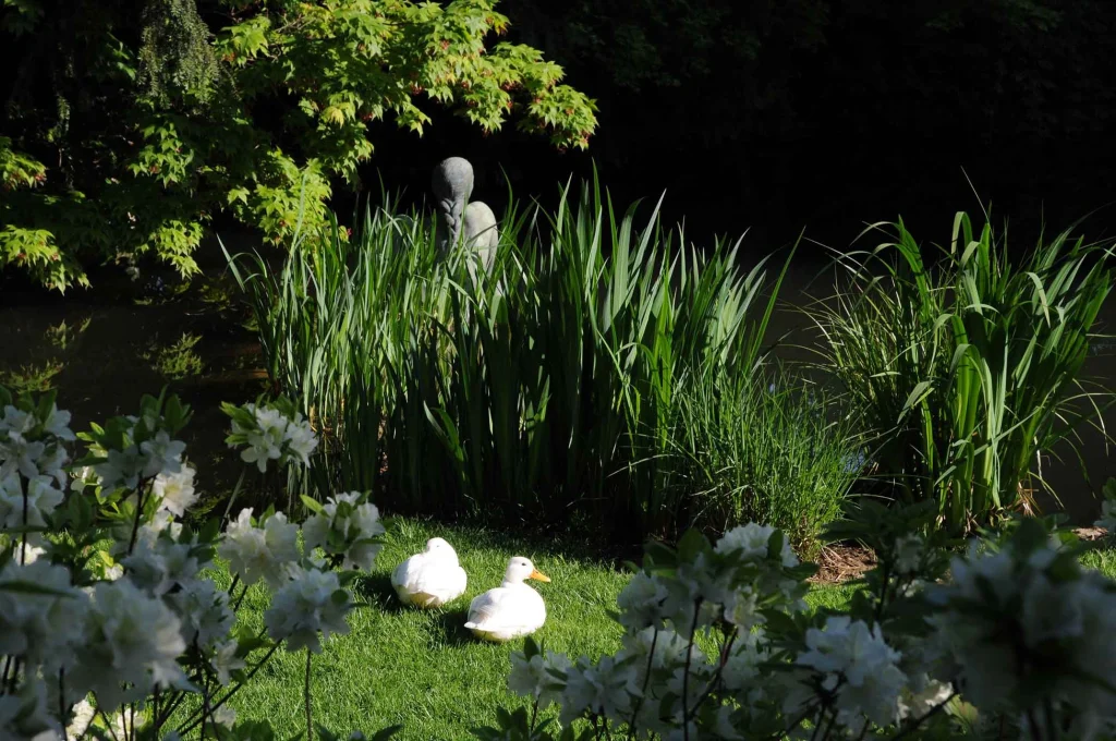 Lotus Garden