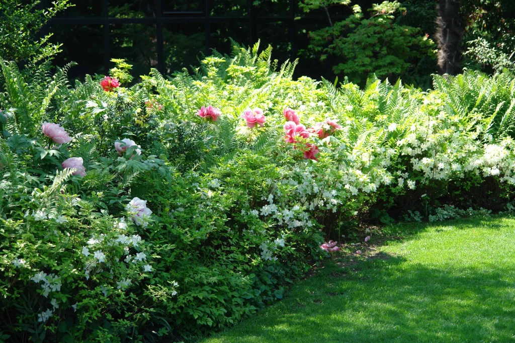 Lotus Garden