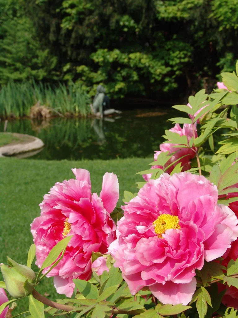 Lotus Garden