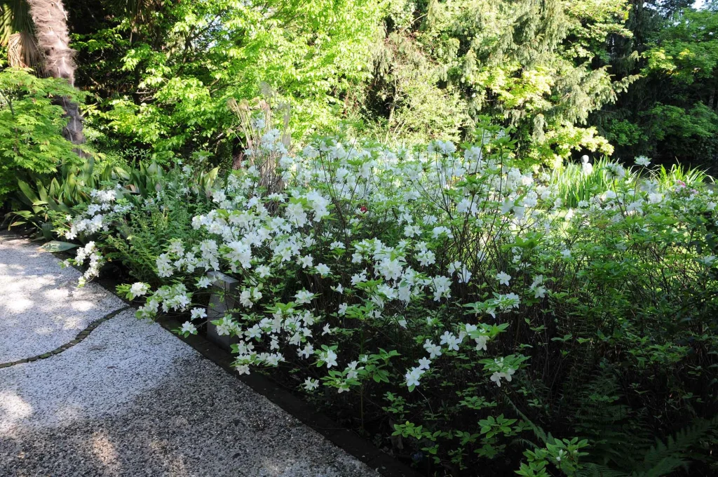 Lotus Garden