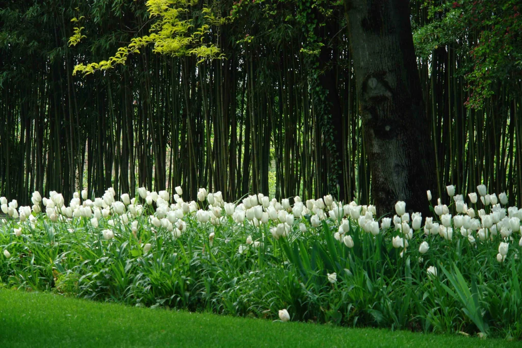 Giardino Bianco