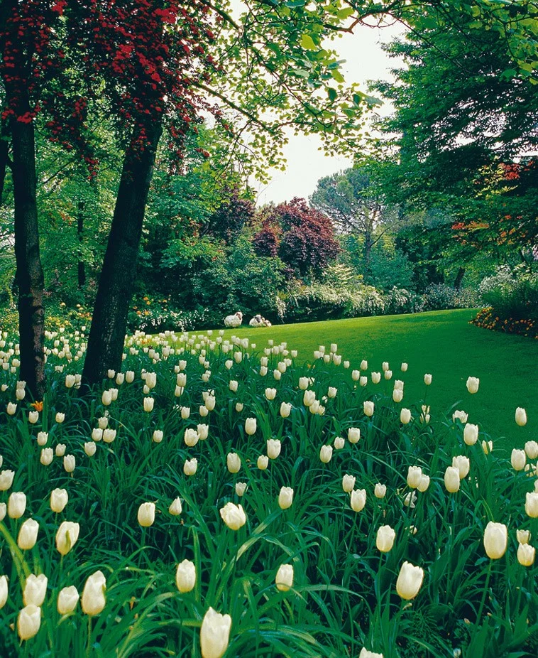 Giardino Bianco