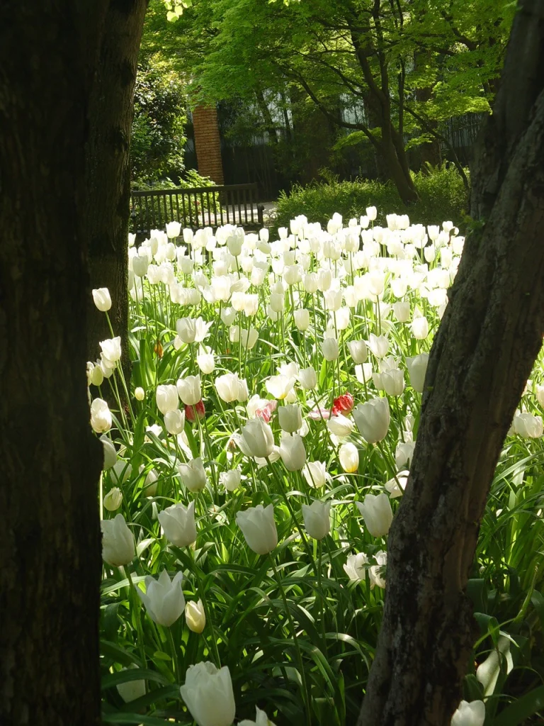 Giardino Bianco