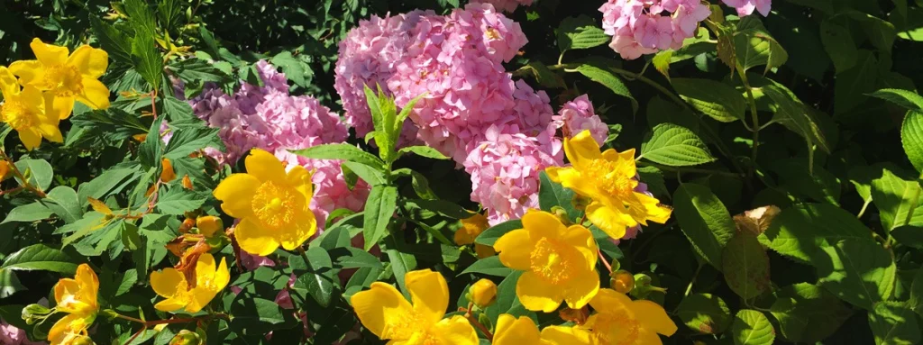 A garden that keeps giving new emotions