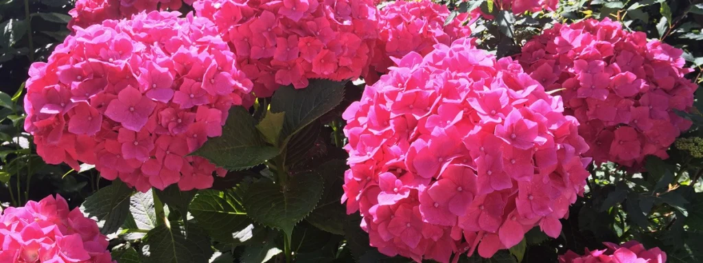 A garden that keeps giving new emotions