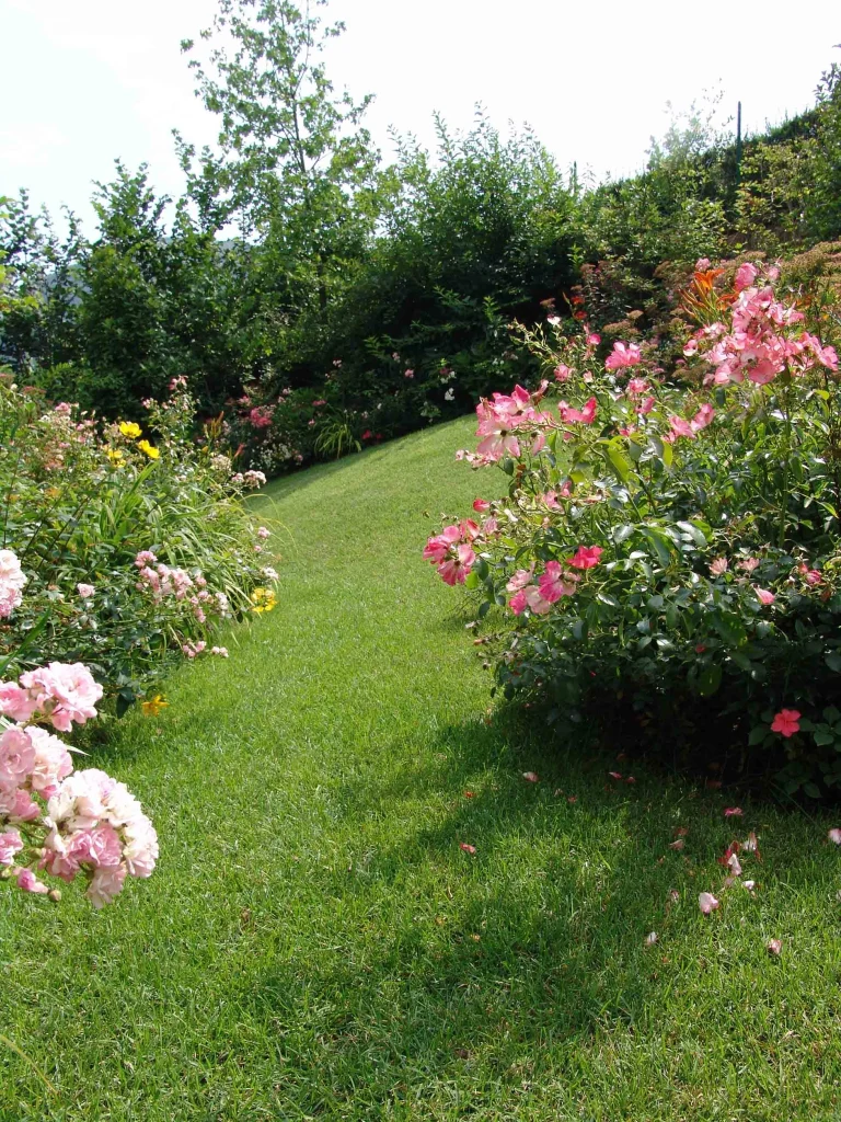 A Small Garden Bursting with Color