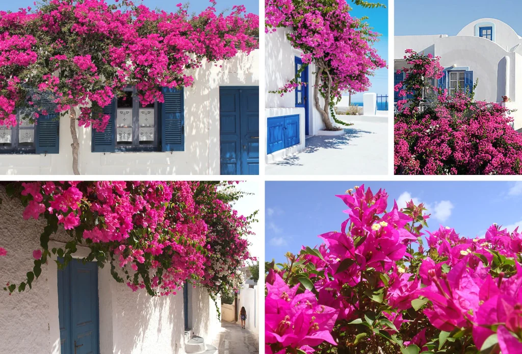 Fanarah – Costa Nord, Egitto