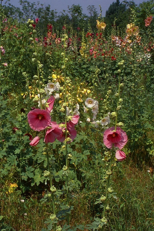 Parco Giardino Tenuta Sant’Apollonio – Castel Goffredo (Mantova)