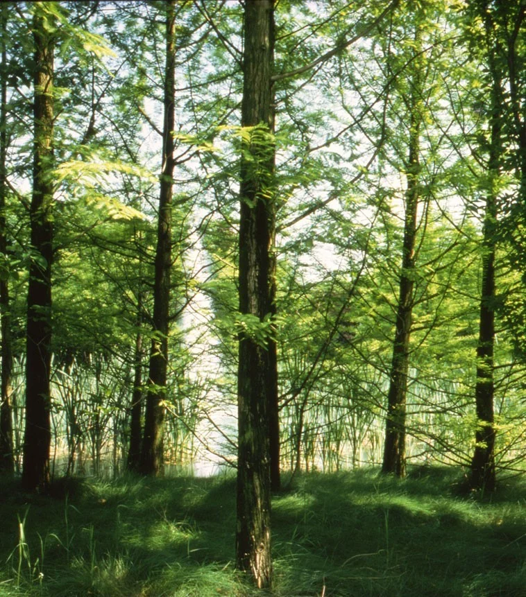 Parco Giardino Tenuta Sant’Apollonio – Castel Goffredo (Mantova)
