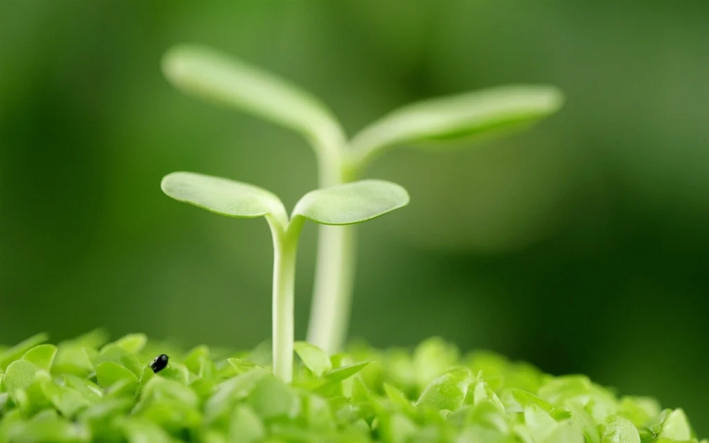 Ecosustainability