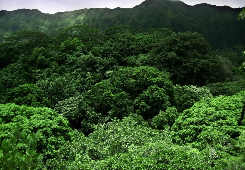Ecosustainability