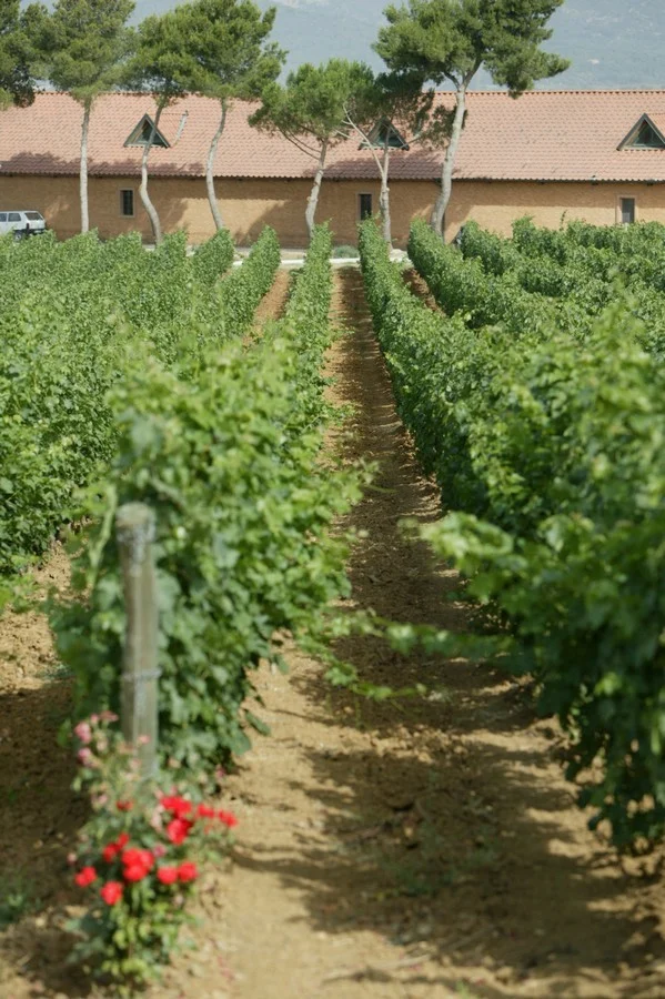 Petra Wine Cellar