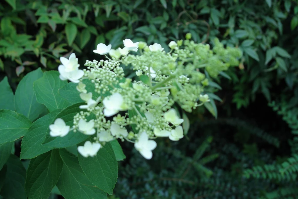 Mediolanum – Giardini aziendali