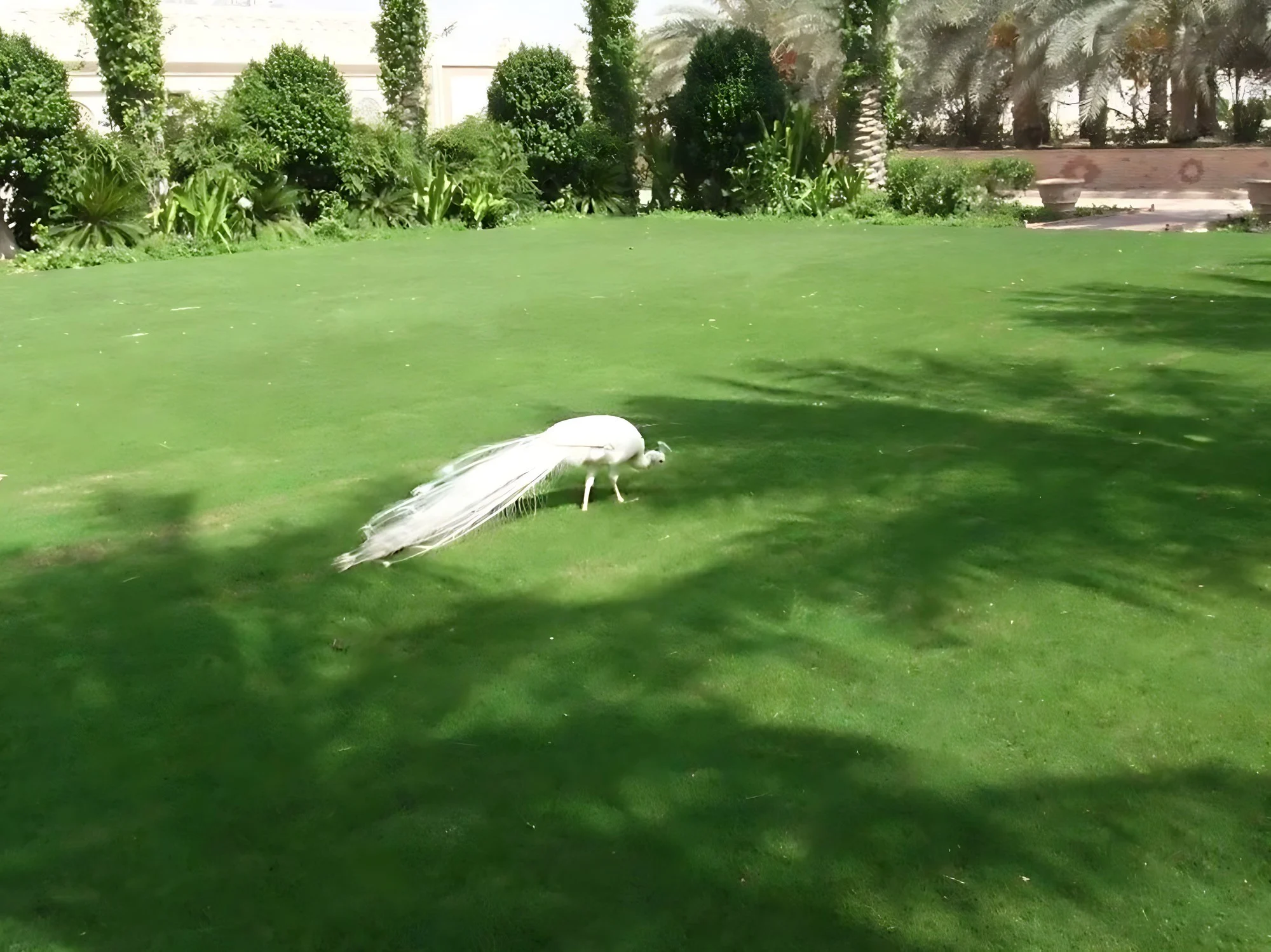 Palazzo Reale – Qatar